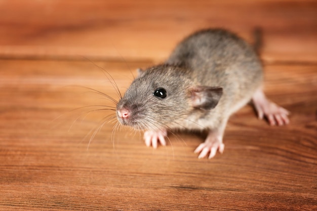 Nette lustige Ratte auf hölzernem Hintergrund