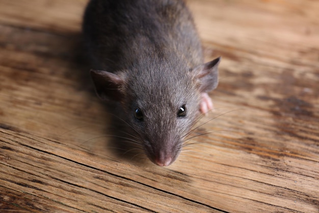 Nette lustige Ratte auf hölzerner Hintergrundnahaufnahme