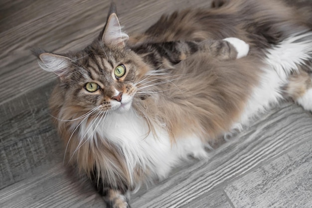 Nette Maine Coon Katze