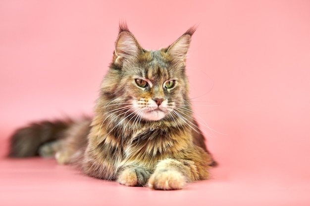 Nette Maine Coon Katze