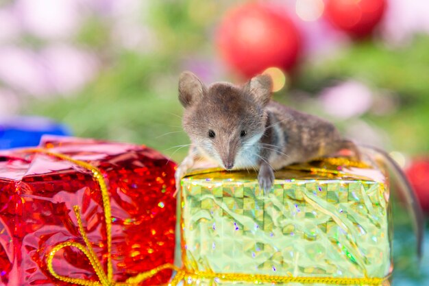 Nette Maus auf Goldkasten Weihnachtsgeschenken an verwischt. Ratte ist Symbol des neuen Jahres