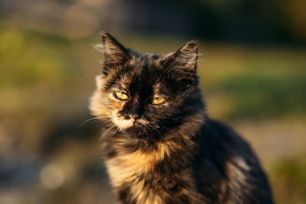 Nette obdachlose streunende tricolor Katze auf Naturhintergrund im Freienporträt der traurigen obdachlosen Katze auf Grün