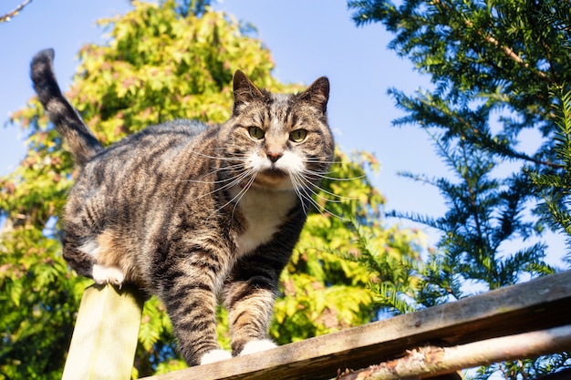 Nette pelzige Katze geht über Zaun im blauen Himmel im Frühling mit grünen Bäumen