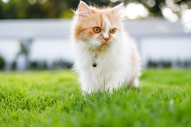 Nette persische Katze, die auf einem grünen Grasfeld geht