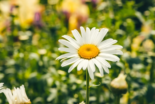 Nette romantische Blume des Gänseblümchens mit dem klaren gelben Blütenstaub und den langen weißen Blumenblättern schließen oben