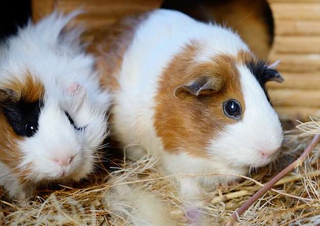 Nette rote und weiße Meerschweinchen-Nahaufnahme. Kleines Haustier in seinem Haus