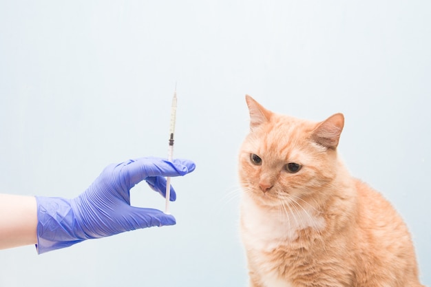 Nette rothaarige Katze an einer blauen Wand wartet auf eine Injektion