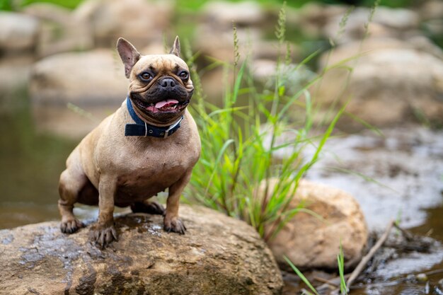 Nette schauende Bulldogge, die auf den Felsen Strom sitzt