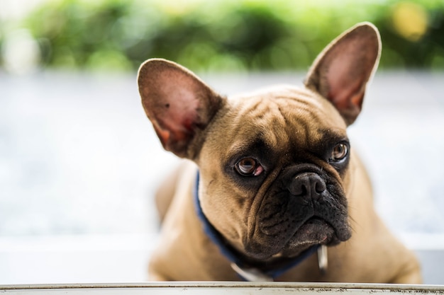 Nette schauende französische Bulldogge, die auf Balkon liegt