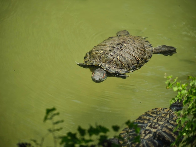 Nette Schildkröte, die im Wasser schwimmt