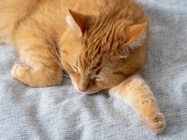 Nette schlafende rote Katze auf einer grauen Decke. Schlafendes Haustier