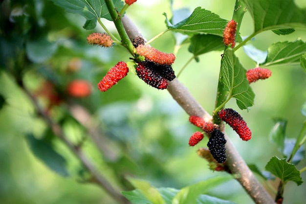 Nette schöne Blumen in den Frühlingsmaulbeeren