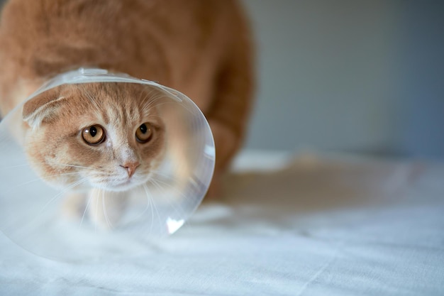 Nette schöne Katze mit Plastikkegelhalsband nach Kastration, Veterinärkonzept.