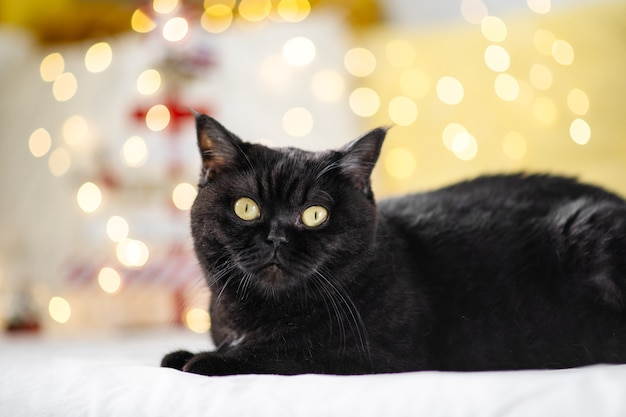 Nette schwarze Katze mit Lichtern in der Weihnachtszeit