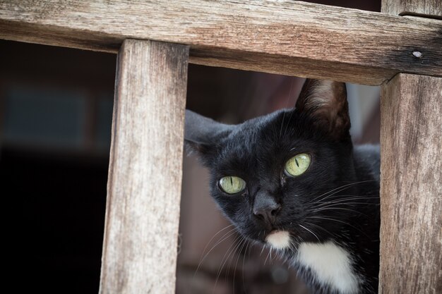 Nette schwarze Katze schaut oben