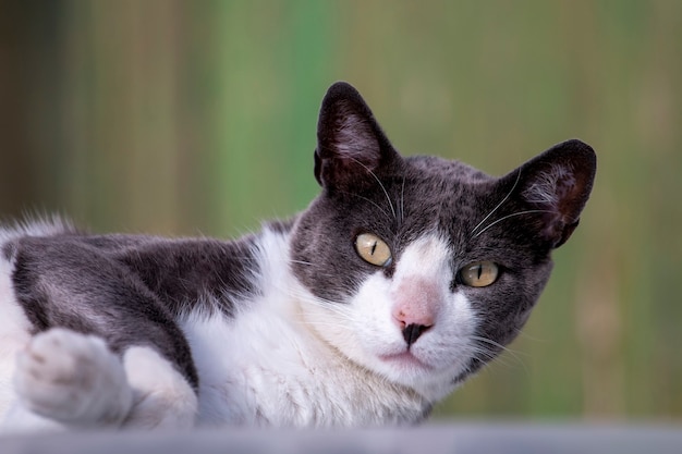 Nette städtische Katze auf den entspannenden Straßen.