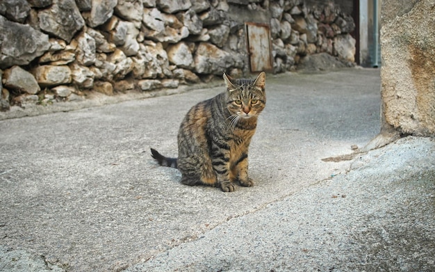 Nette streunende Katze, die auf der Straße in Kroatien sitzt