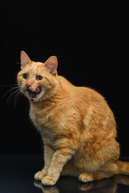 Nette und flauschige Hauskatze