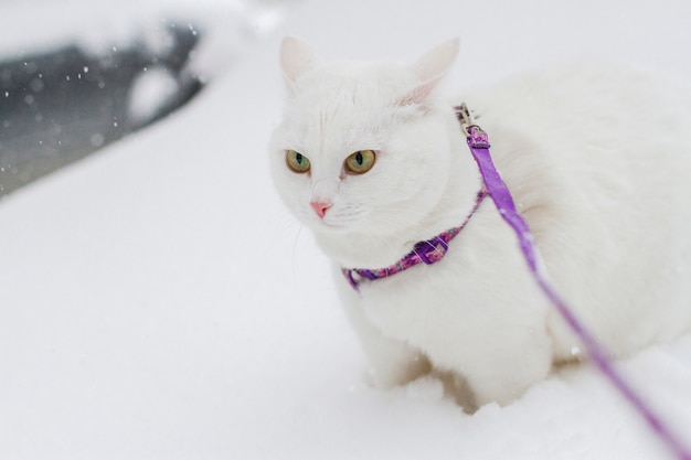 Nette weiße flaumige Katze geht in den Schnee in der Natur