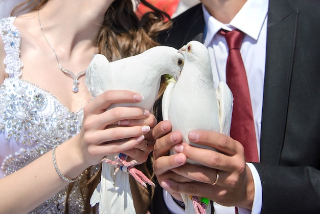 Nette weiße Hochzeitstauben in den Händen der Braut und des Bräutigams schließen nah an einem sonnigen Tag