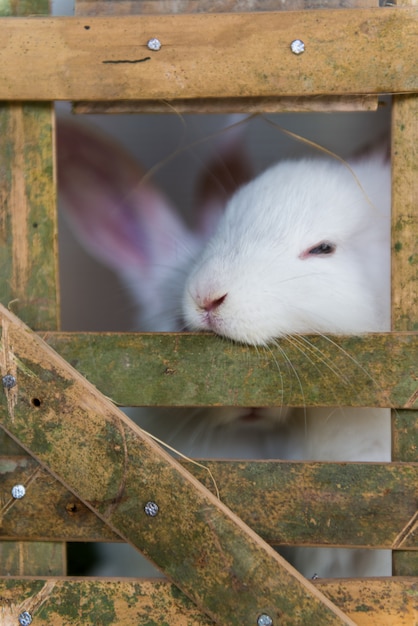 Nette weiße Kaninchen im Käfig