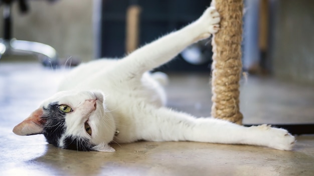 Nette weiße Katze, die in einem Raum liegt.