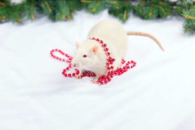 Nette weiße Ratte in den roten Weihnachtsperlen