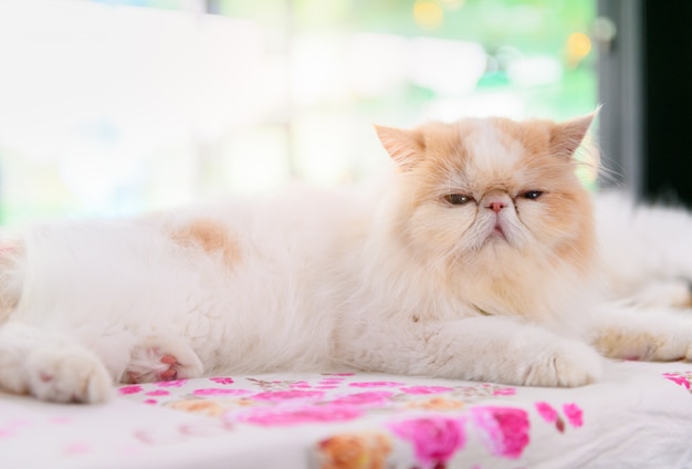 Nette weiße und braune persische Katze sitzen auf Tabelle