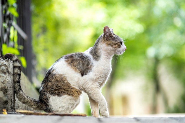 Nette weiße und graue Katze, die draußen auf Sommerstraße sitzt