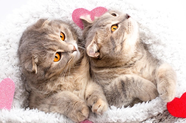 Nette zwei schottische faltenkatze rot und rosa herzen schottische faltenkatze auf dem bett Konzepte der Liebesliebe