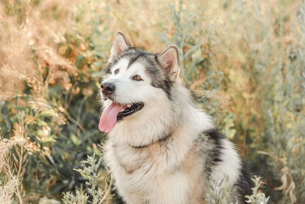 Netter alassskan malamute Hund, der im hohen Gras heult