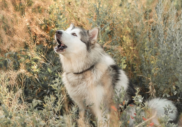 Netter alassskan malamute Hund heult im hohen Gras