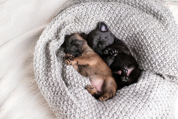 Netter Babywelpe schläft. Mops oder Brabanson-Hund mit lustigem Gesicht