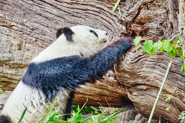 Netter Bärenpanda geht durch die Natur um die Höhle.