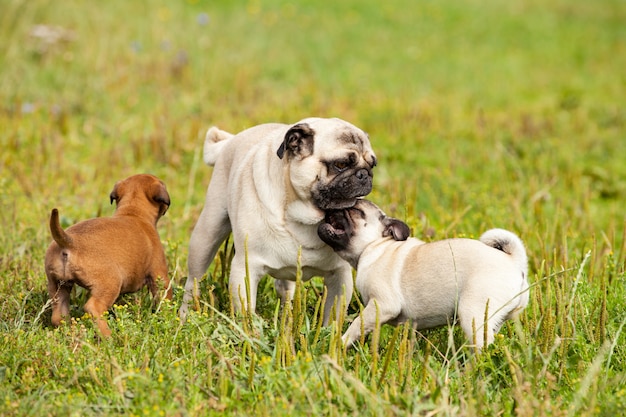 Netter Bastard Malinois Welpe und Bullmastiff, der mit Mopswelpen spielt