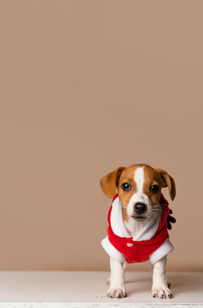 Netter Beagle, der rotes Kostüm trägt