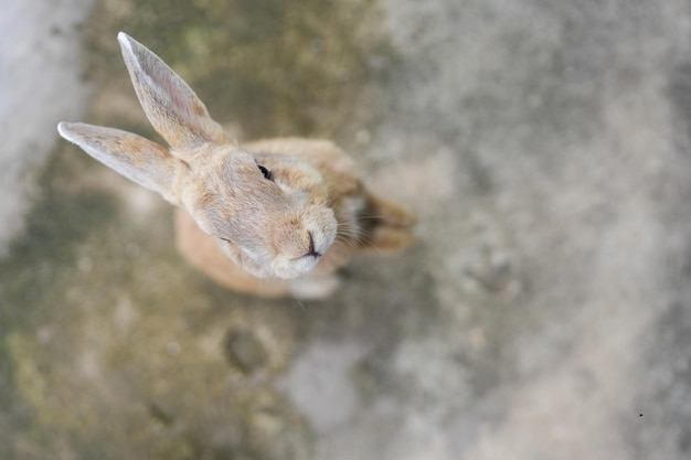 Netter brauner Osterhase, der Kamera steht und betrachtet