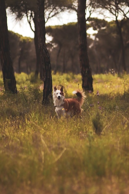 Netter brauner und weißer walisischer Schäferhund in einem Wald