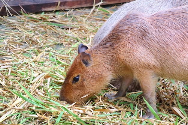 Netter Capybara, der frische und trockene Gräser im Bauernhof isst. Tierkonzept