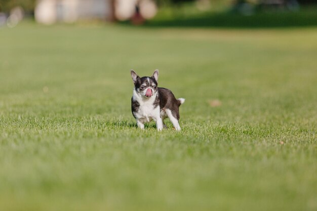 Netter Chihuahua-Hund auf grünem Gras