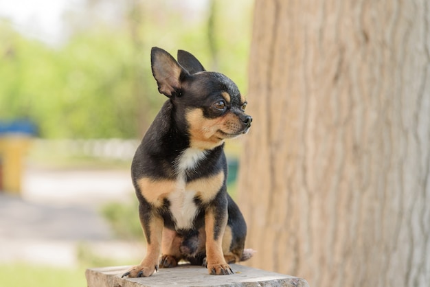 Netter Chihuahua-Hund, der im Park sitzt