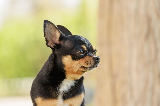 Netter Chihuahua-Hund, der im Park sitzt