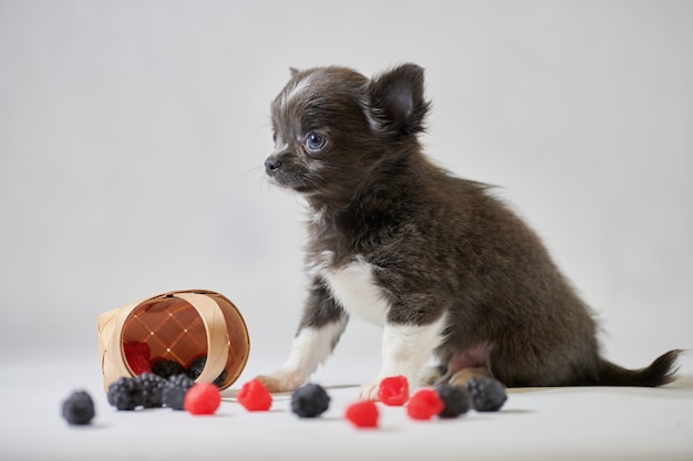 Netter Chihuahua-Hundewelpe. Kleiner lustiger Hund. Vorbereitung auf eine Hundeausstellung.