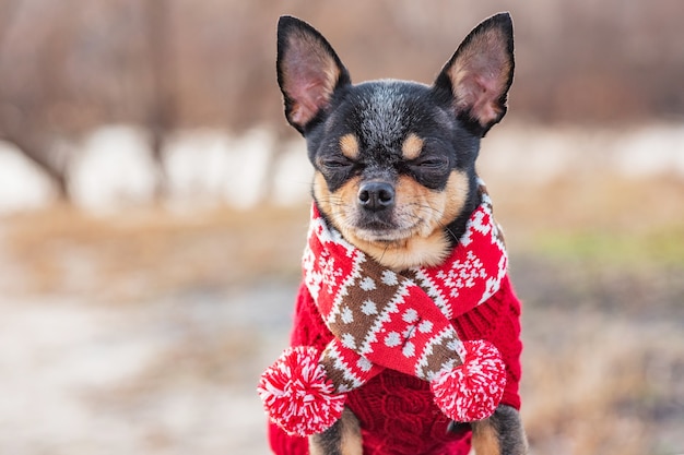 Netter Chihuahua Welpe mit Schal. Chihuahua-Hund in einem Schal auf Natur im Winter