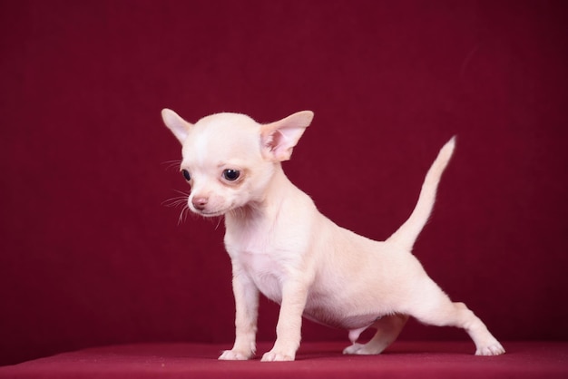 Netter Chihuahuawelpe auf einem Burgunderhintergrund