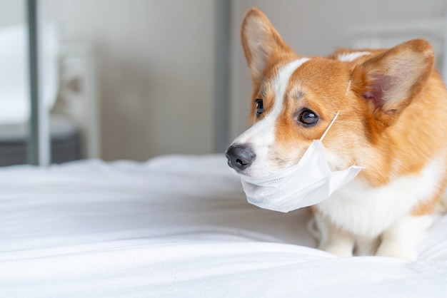 Netter Corgi-Hund, der in der medizinischen Maske aufwirft. Konzept heilen den Lebensstil, Krankheit und Epidemie