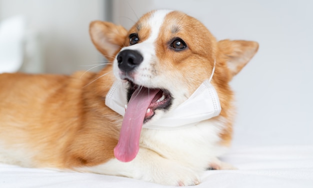 Netter Corgi-Hund, der in der medizinischen Maske aufwirft.