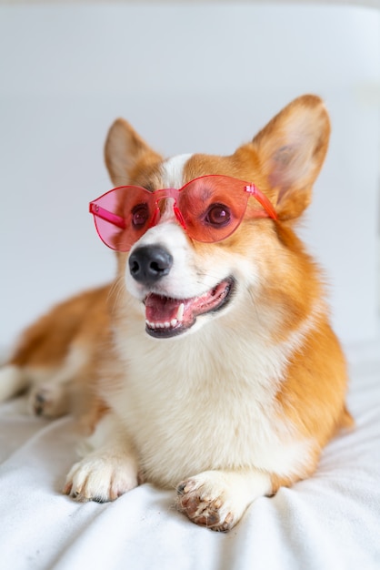 Netter Corgi-Hund, der in Mode rosa Sonnenblumen zu Hause aufwirft