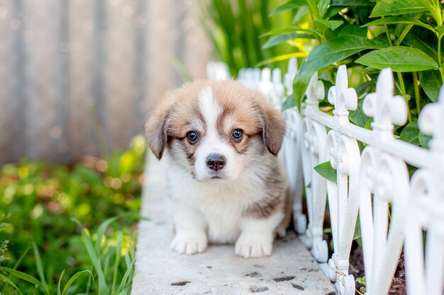 Netter Corgi-Welpe, der in einem Garten sitzt