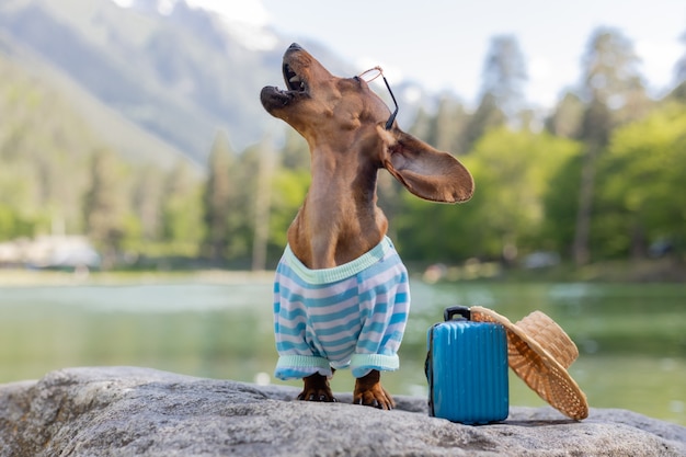 Netter Dackelhund auf einer Reise. Ein Dackelhund mit Sonnenbrille, Strohhut und Sommerkleidung sitzt mit einem Koffer auf dem Meer am Wasser. Urlaub mit Haustieren. Foto in hoher Qualität